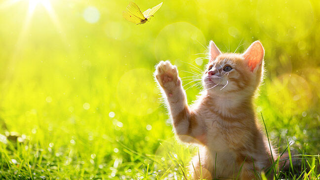 Cat with Butterfly